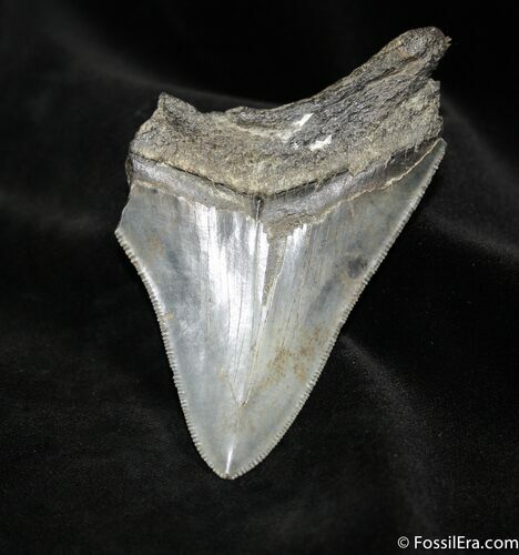 Inch Megalodon Tooth Nice Serrations #1046